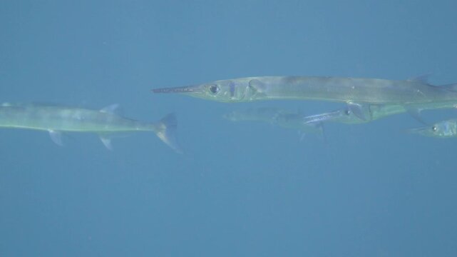 Group of needlefish swims slowly in parallel beneath calm ocean surface in Banda Sea, Maluku, Indonesia.