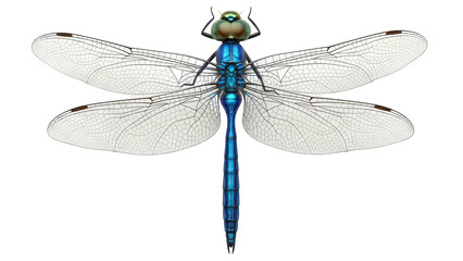 Detailed blue dragonfly PNG isolated on transparent background, insect with transparent wings for design and educational use © Nina