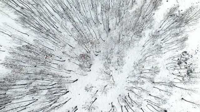 Overhead video of winter trees and snowy ground The Concept of Cold Atmosphere