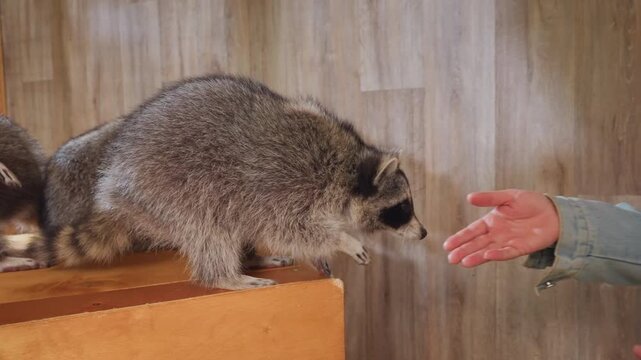 white woman rescuing young raccoon indoors denimjacket caretaker lifts and cradles raccoon on wooden box places it near green bowl feeds kibble on tile floor gentle handling rehabilitation foster