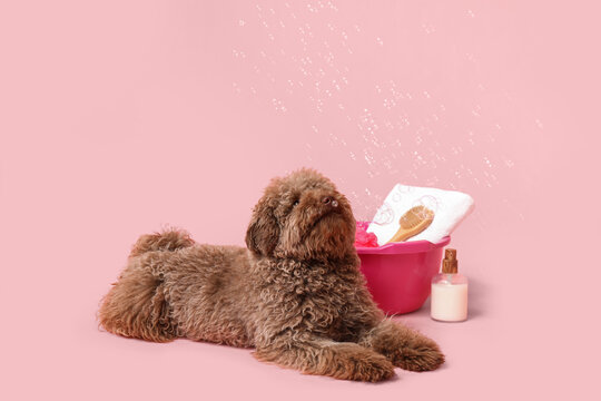 Cute Poodle dog with bath supplies and soap bubbles on pink background