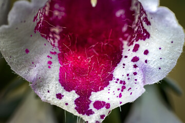inside of foxglove flower © Andrew