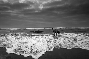 camel on the beach
