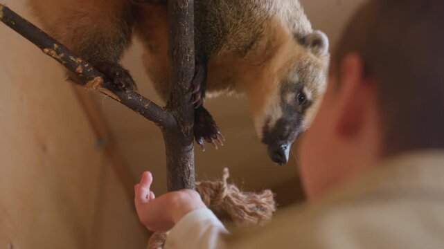 Child hand feeding coati at enclosure, warm soft light, inquisitive snout reaching into palm, tender bonding between young visitor and curious mammal, visible branch and rope perch, careful gentle