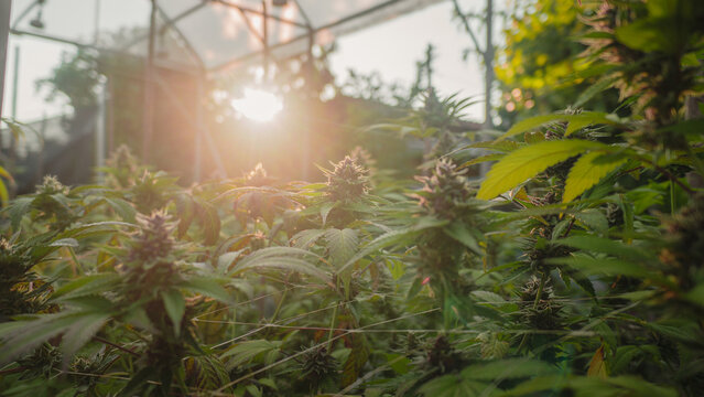 sun-grown medicinal marijuana flower,golden hour cannabis photography,cannabinoid extraction research
