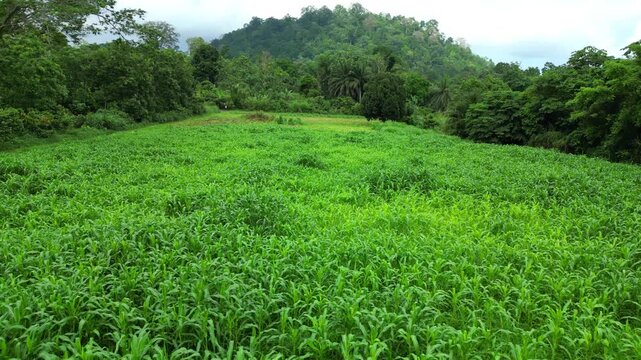 Aerial view over a Cassava field with the mountains at background. S&atilde;o Tom&eacute;,Africa.