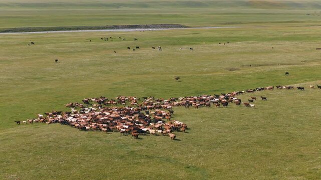Aerial View Of Flock Of Sheep Running In An Open Field To Graze In Kyrgyzstan.