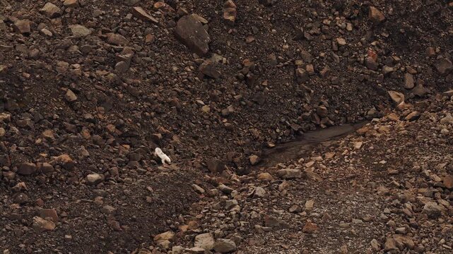 A skinny polar bear crosses rocky terrain in the remote tundra of Greenland. It's moving at a quick pace.