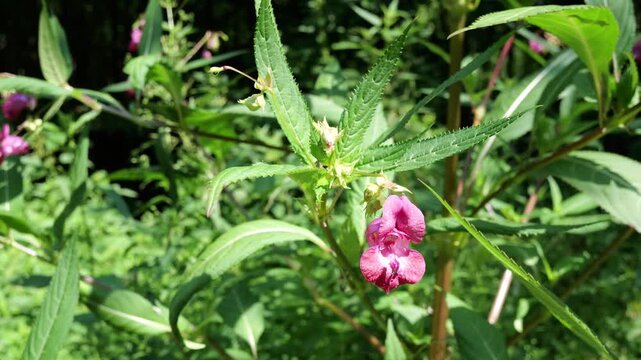 Pink Impatiens Glandulifera (Himalayan Balsam or touch-me-not) flower in forest, slight breeze in sunny day