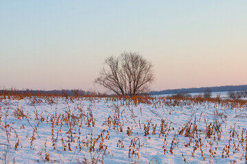 ​A single leafless tree stands in the middle of a snowy field with dry grass in the gentle rays of the evening sun. Pastel sky tones and soft sunset light create a peaceful winter landscape radiating 