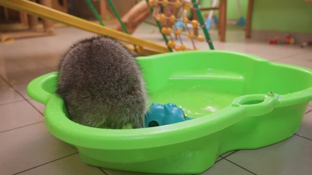 raccoon leaving green basin exploring indoor play area, tiled floor with puddles, climbing frame and scattered toys, striped tail and whiskers visible, hopping out then peeking around shelter, natural