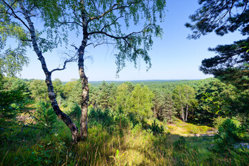 Hurlevent viewpoint in Fontainebleau forest. &Icirc;le-de-France region