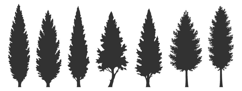 Conifer tree silhouette set, cypress poplar pine spruce fir, forest nature vector illustration, evergreen landscape botanical outdoor, black isolated on transparent background