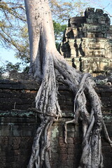 The impressive ruins of the Ta Prohm temple near Angkor Wat in Siem Reap Cambodia - an incredible example of the advanced Khmer architecture but engulfed by the jungle 