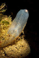 Sea Squirt (Tunicate) in the Marmara Sea