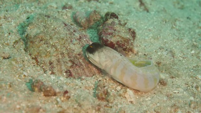 Shy jawfish emerges cautiously from small hole in the sandy seabed near reef in Banda Sea, Maluku, Indonesia.