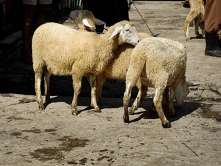 Obraz premium A group of young sheep standing in a traditional livestock market, highlighting local agricultural trade and animal husbandry in a rural setting.