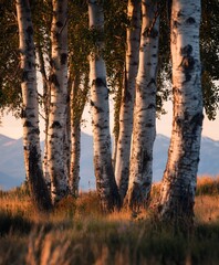 Birch Trees at Sunset