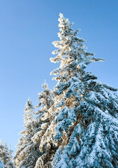 snow covered pine tree