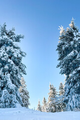 snow covered pine trees