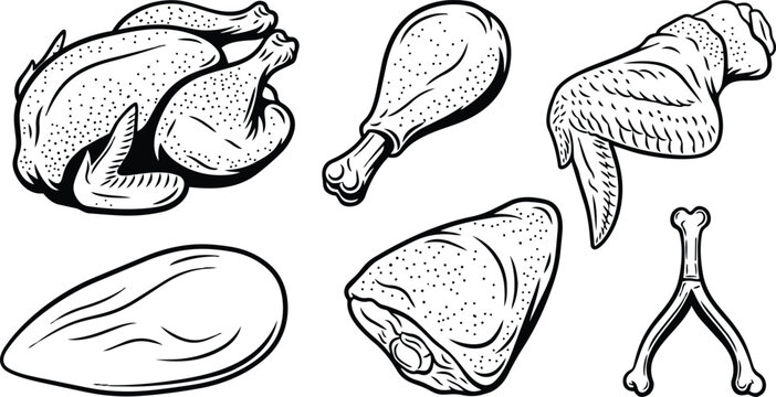 Line art detailed close up set of chicken cuts showing whole bird drumstick wing breast thigh wishbone carved pieces arranged isolated vector illustration for food packaging