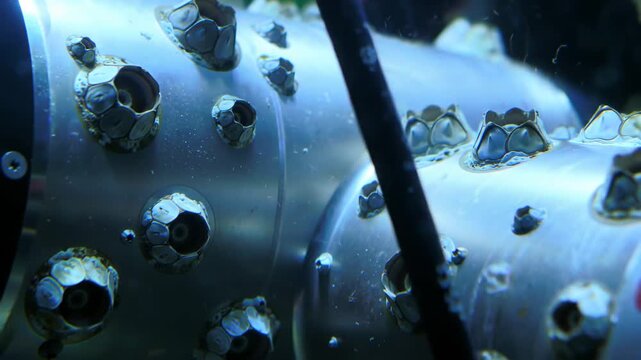 Underwater close up of barnacles attached to a metal pipe, marine life, ecosystem.