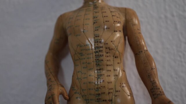 Human acupuncture model displaying traditional chinese medicine meridians and acupoints, representing holistic health, alternative therapy, and pain relief