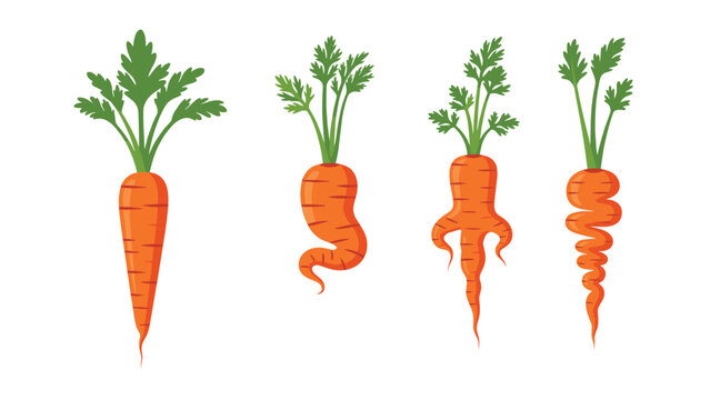 Illustration of four carrots in different shapes from straight to twisted and multi-legged isolated on a solid white background.
