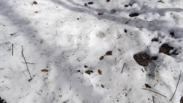 Il sentiero 173B in inverno sul monte San Vicino nelle Marche