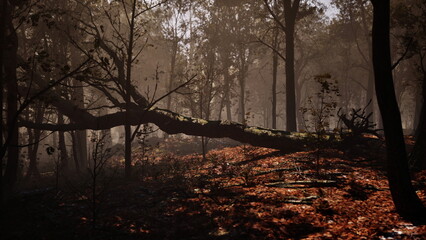 Fototapeta premium Sunlight filters through the dense canopy, casting soft shadows on the forest floor. A large tree has fallen, adding to the quiet beauty of the serene landscape, adorned with rich autumn leaves.