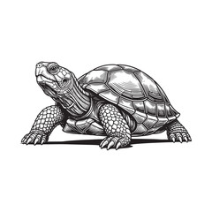 Detailed illustration of a tortoise on white background