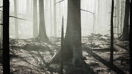 Naklejka premium Ghostly trees stand in a foggy forest, remnants of a recent fire. Charred trunks and shadowy ground create an eerie yet captivating scene in natures recovery phase.