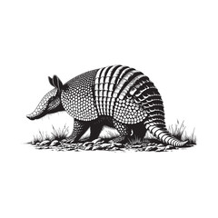 Armadillo walking on the ground with grass