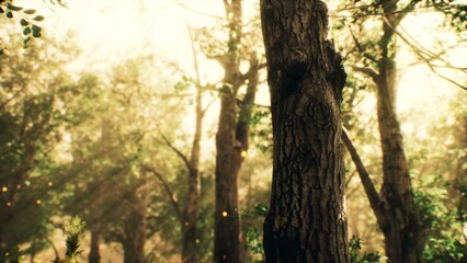 Fototapeta premium In a serene forest, warm sunlight streams through the tall trees, creating a soft glow. The gentle rustling of leaves adds to the peaceful ambiance of nature in this enchanting setting.