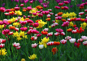 Obraz premium Multicolor tulips