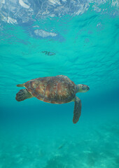 Obraz premium a sea turtle in the caribbean sea