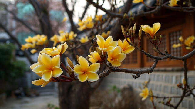 yellow fowers blooming in summer
