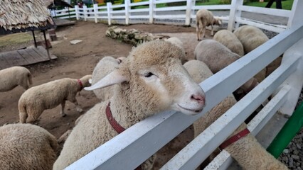 sheep in a barn © bramanyuro