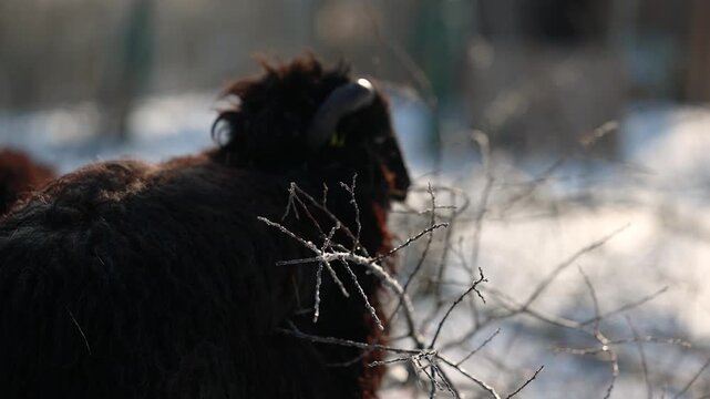 Ouessant dwarf sheep feeding on branches together with its herd in winter, showing robust sheep husbandry in cold weather