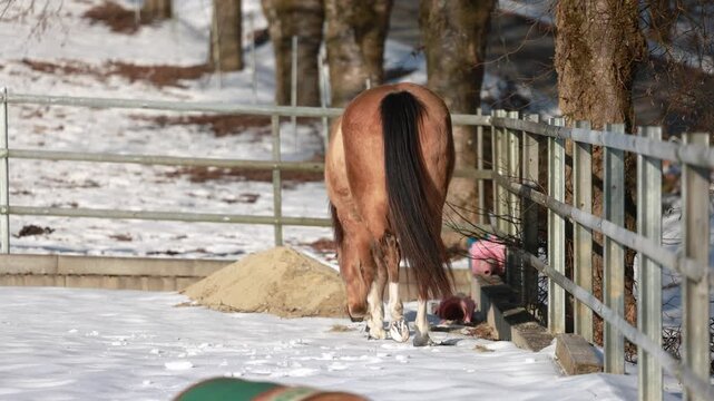 Smooth coated American Curly Horse mare with buckskin coat moving on a snowy winter paddock