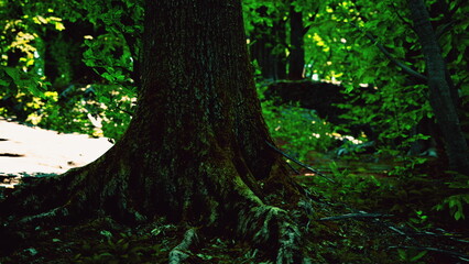 Fototapeta premium Sunlight filters through vibrant green leaves, illuminating the thick roots of an ancient tree. Natures beauty surrounds this majestic living being in a quiet forest.