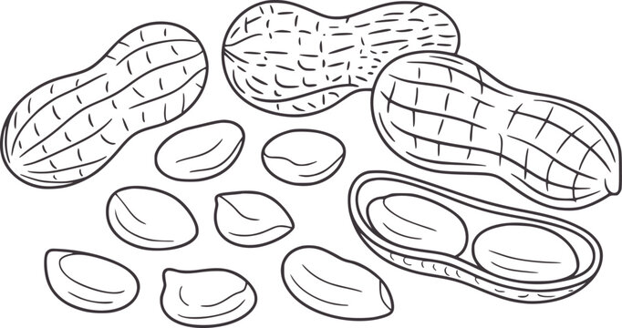 Hand Drawn Black and Peanuts and Shells