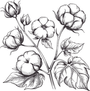Pen and ink of cotton plant with bolls and leaves botanical monochrome