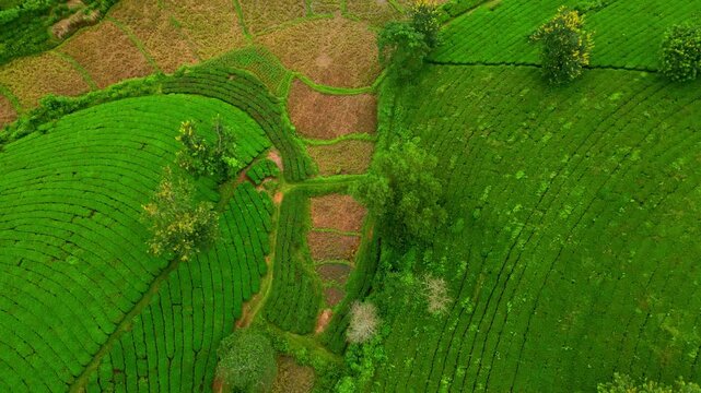 Aerial view of lush green tea plantations cascading down the rolling hills contrasted with patches of cultivated land, Thu Tho, Phu Tho, Vietnam.