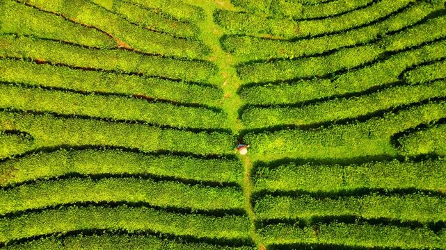 Aerial view of neatly cultivated bright green tea bushes arranged in undulating rows, creating a visually striking pattern, Thu Tho, Phu Tho, Vietnam.