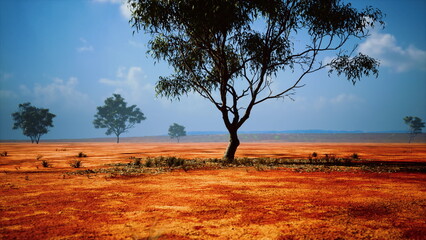 Obraz premium A solitary tree stands tall on parched earth under a clear blue sky. Surrounding trees dot the horizon, and the warm sunlight illuminates the vivid orange soil.