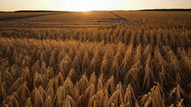 Pulling back drone revealing mature golden wheat heads across farmland, with tramline and low sun