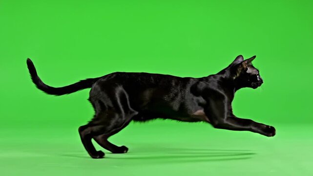 Sleek black oriental cat running and leaping across a professional chroma key green screen background, perfect for creative pet food commercials, animal behaviors, and cinematic VFX compositions.