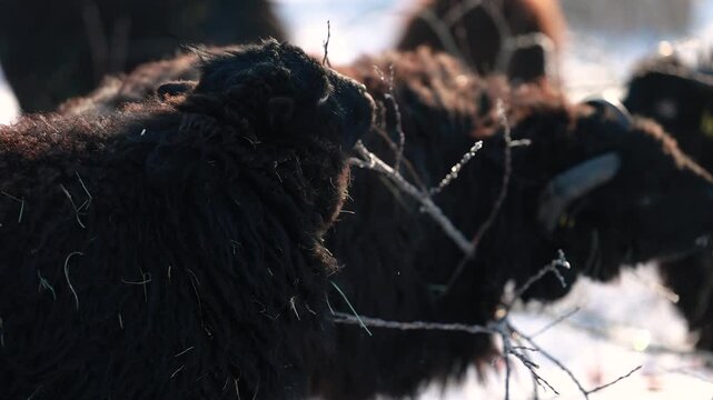 Ouessant dwarf sheep feeding on branches together with its herd in winter, showing robust sheep husbandry in cold weather