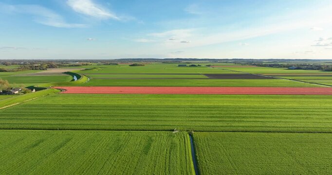 Aerial view of colorful tulip field rows in the Netherlands countryside. Drone shot of blooming flowers in Holland agriculture farm under a scenic sky with clouds. Beautiful spring floral landscape